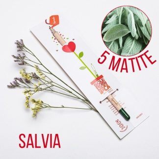 Matita Sprout alla Salvia, 5 pezzi